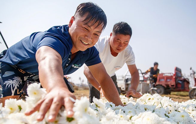 河南睢县：采摘菊花 供应市场