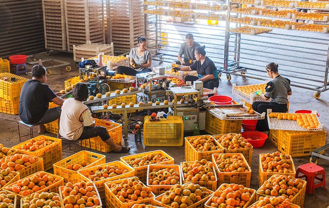 广西恭城：月柿丰收助增收