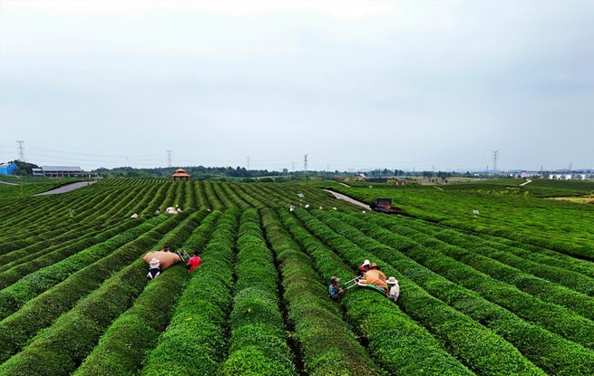 江西赣江新区：机采秋茶忙